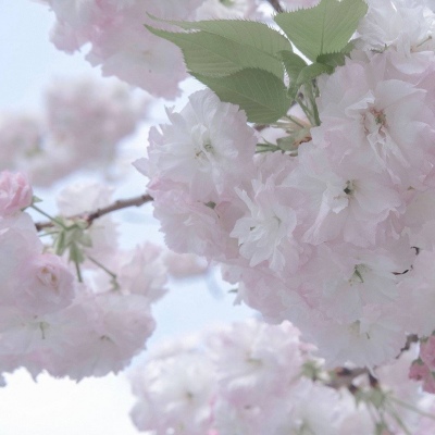 宝山福瑞交流群